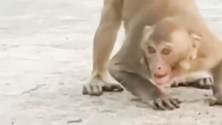 Monkey and Mirror...