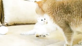 Cute and Beautiful | Funny Cat Video | Febspot Video