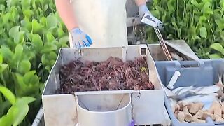 Amazing videos vol 492