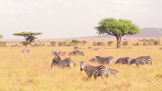 Wildlife animals