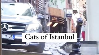 The cat is not at all confused by a moving car