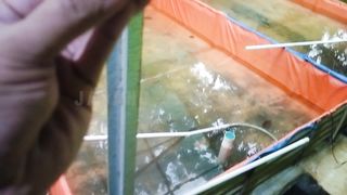 Ikan lele BONGSORAN itu dari GENETIKA indukan atau dari tingkat NAFSU makan❓