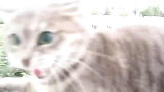 Соседский кошак против меня.