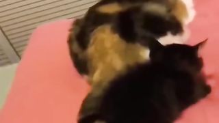 Chate drôle - faire mourir de rire