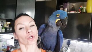 Как тебя зовут - РОМЕО! Говорящий попугай, попугай Ара, какаду, Гиацинтовый Ара,