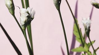 #Cherry blossoms#short