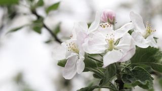 #Cherry blossoms#short