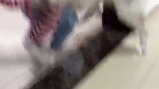 Small dog short video amazing video|viral videos|trading video|