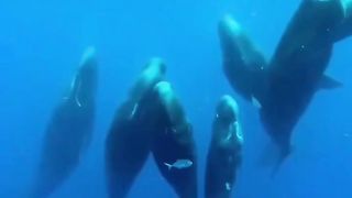 Aqui está uma seleção de alguns momentos incríveis da baleia desta bela rocha em que estamos