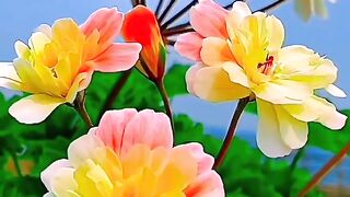 Flowers wallpaper