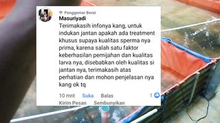 Cara khusus agar INDUK LELE JANTAN matang gonad