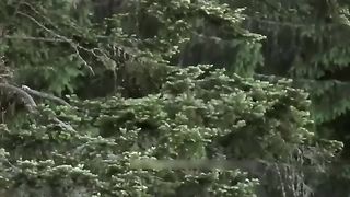 Foolish- Eagle Attacked The Baby Leopard In Front Of Mother Leopard And The Ending Made It Regret