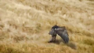 Eagles Riot In The Forest- Leopard Is One Of The Victims Of Eagle Hunting - Eagle Vs Fox- Snake