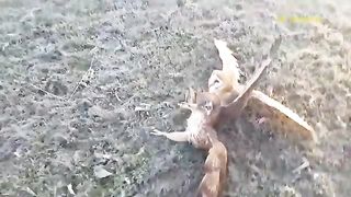 Eagle Vs Dog- The Eagle Used Its Sharp Claws To Take Down The Poor Dog - The Eagles Hunt
