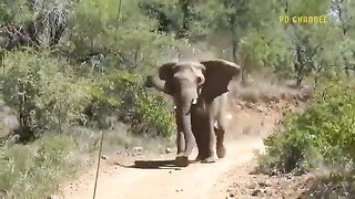 Did Baby Elephant Escape Death Bloodthirsty Lions Surround And Attack Elephants Giving Birth