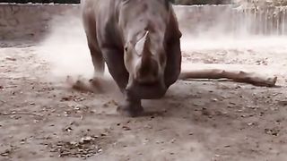 Amazing video