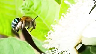 Beautiful bee