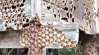 Amazing videos vol 499
