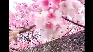 Sakura flower