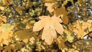 Autumn Leaves