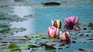 water lilies flower