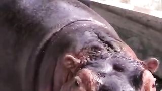 Amazing video