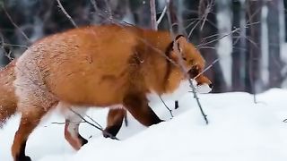 A raposa mais linda do mundo na neve