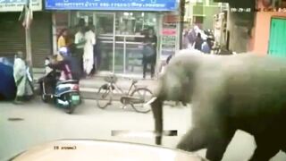 Angry Elephant is terrible