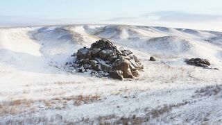 Монголия. Пустыня Гоби. Манул, или палласов кот.