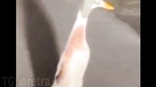 What kind of animals can be found in Poland