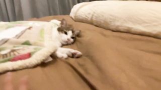 Cat sleeping with a blanket