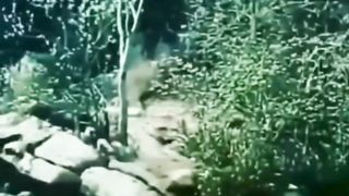 Humanoide é visto em uma floresta