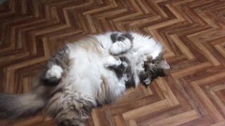 Сибирский кот Потап. Не выспался.