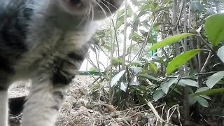 猫咪打架能有多上头？“得理不饶人”的喵师傅，追了人家二里地！猫