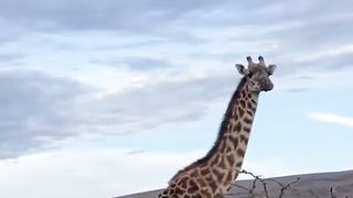 The amazing African safari --(720P_HD).