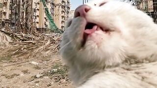 喵师傅你又“欺负猫”啊？猫咪：这次不怪我，他都找上门来了！