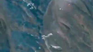 Snow leopard hunting for mountain goat. Охота снежного барса на горного козла.