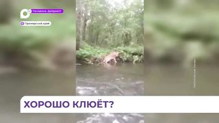 В Приморском крае амурский тигр вышел к удивлённому рыбаку.