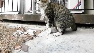 小猫咪，你天天“欺负”一只猫啊？猫：我也不想啊，缘分到了！