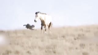 Leopard Broke His Mouth When Kicked By A Wild Horse - Wild Horse Vs Leopard Dramatic Chase