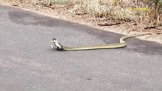 Lion Vs King Cobra- The Male Lion Scratched And Bit The Giant Snake To Save The Poor Female Lion