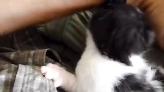 Momma cat steals her kitten back