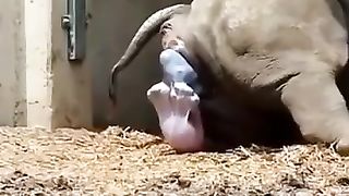 Absolutely cute!  Such a huge animal is still  so small and sweet