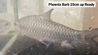 Ikan dewa