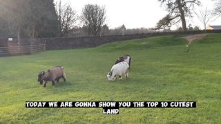 Top 10 Cutest Land Animals the World @cute @animals @cutestanimals_Full-HD