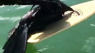 Rescue of Crow and shock to See the Intelligent level of Crow