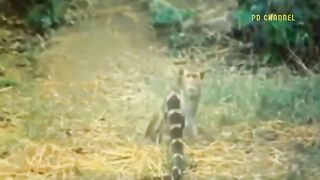 Mother Lion Cried When She Was Simultaneously Attacked By A Monkey And A Snake In Her Territory