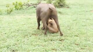 Painful- Shocking Moments When Painful Lions Are Attacked And Tortured By Africas Deadliest Preys