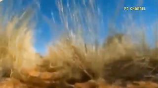 Rare Confrontation- The Lion Died Painfully When Subjected To The Porcupines Terrifying Punishment