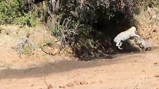 Rare Confrontation- Warthog Dominates The Forest When He Bravely Kills Leopard To Protect His Baby